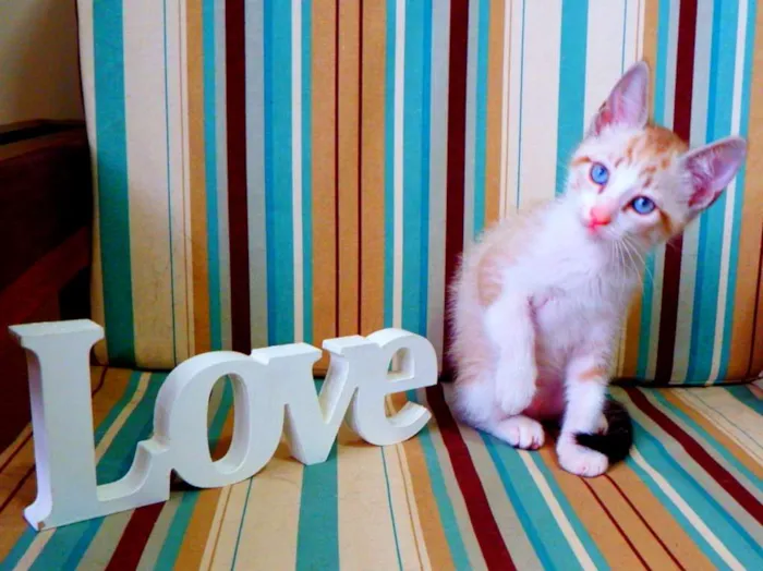 Gato ra a siamês misturado idade Abaixo de 2 meses nome Bono