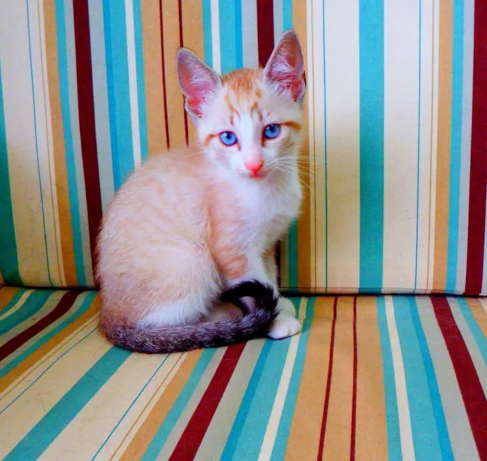 Gato ra a siamês misturado idade Abaixo de 2 meses nome Bono