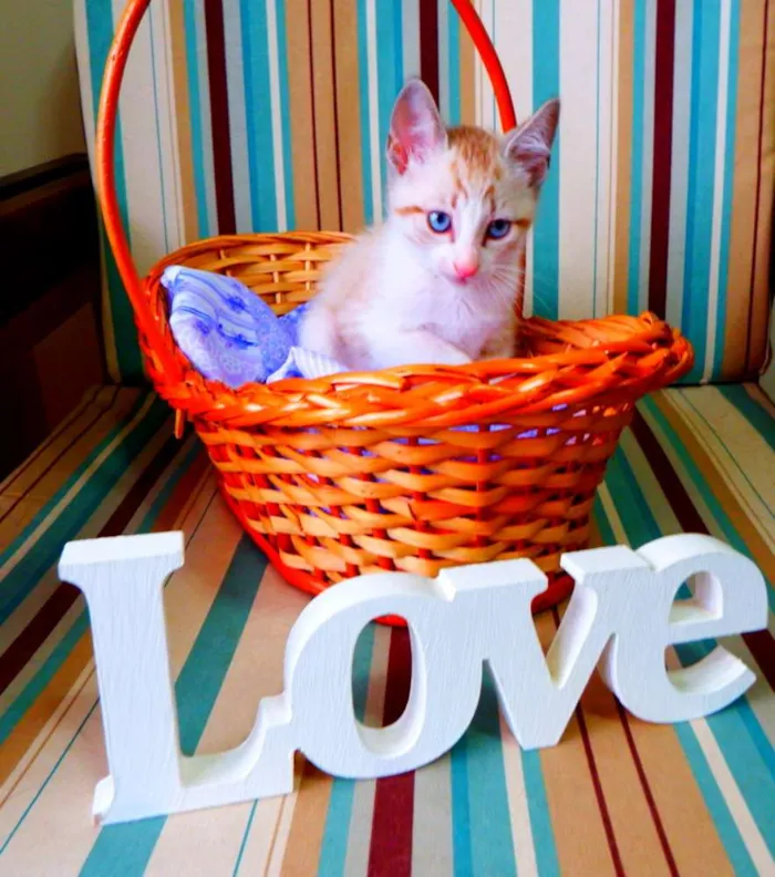 Gato ra a siamês misturado idade Abaixo de 2 meses nome Bono