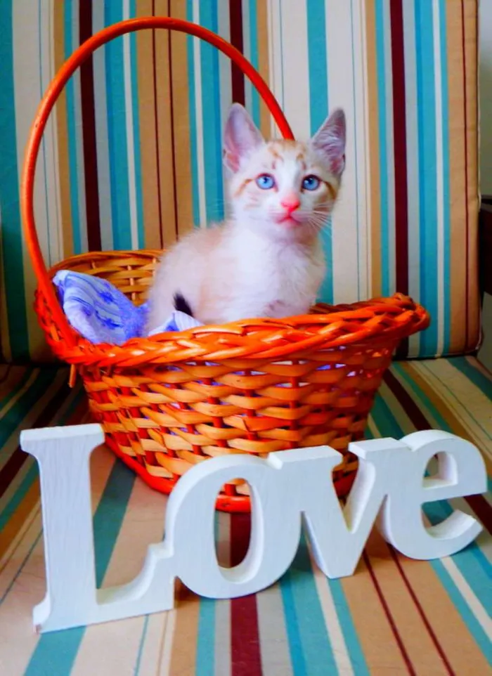 Gato ra a siamês misturado idade Abaixo de 2 meses nome Bono