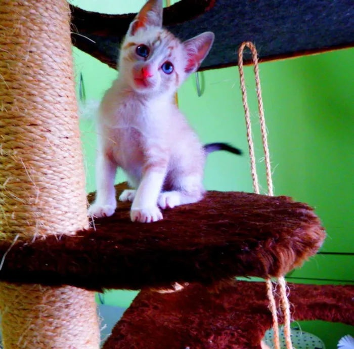 Gato ra a siamês misturado idade Abaixo de 2 meses nome Bono