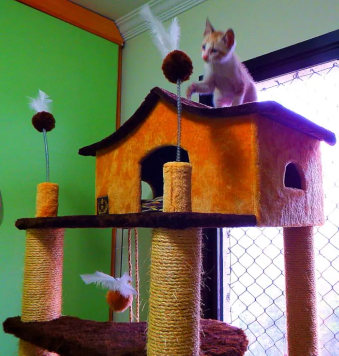 Gato ra a siamês misturado idade Abaixo de 2 meses nome Bono