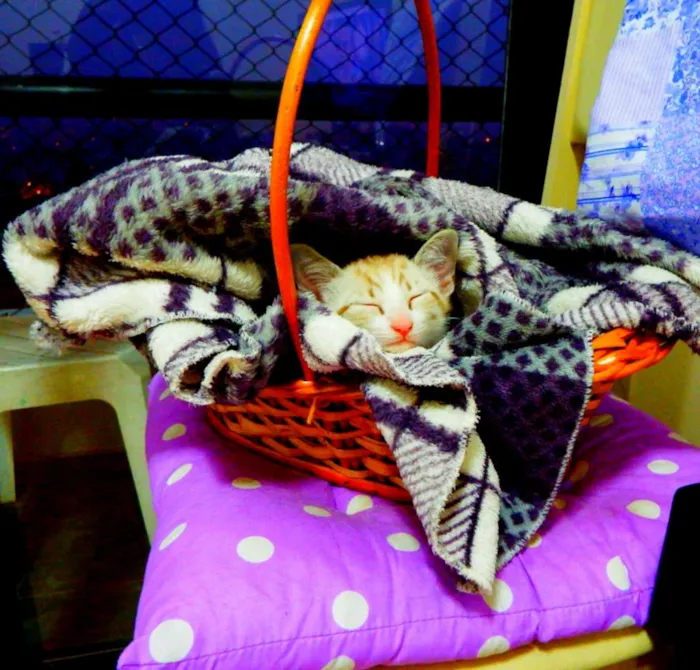 Gato ra a siamês misturado idade Abaixo de 2 meses nome Bono