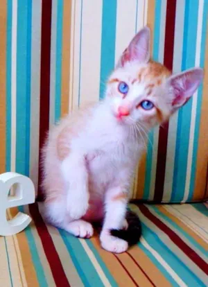 Gato raça siamês misturado idade Abaixo de 2 meses nome Bono