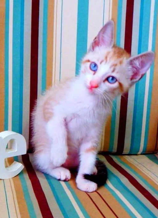 Gato ra a siamês misturado idade Abaixo de 2 meses nome Bono