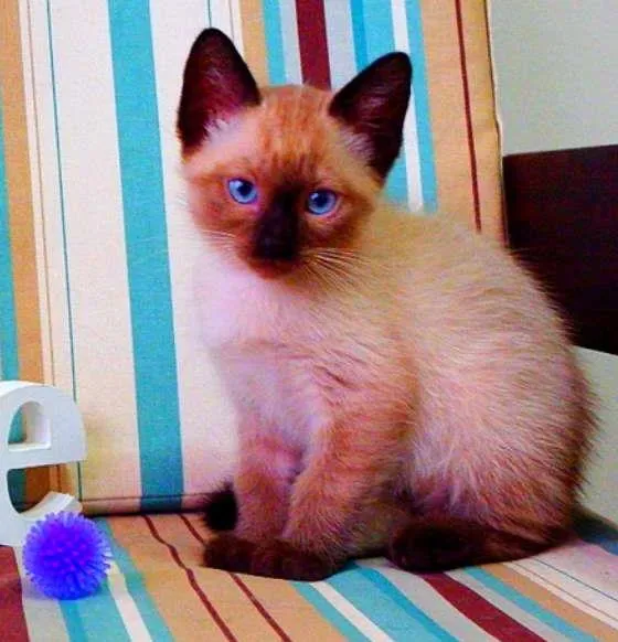 Gato ra a Siamês idade Abaixo de 2 meses nome Bono
