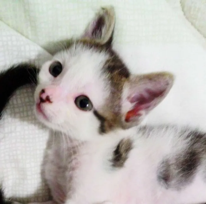 Gato ra a  idade Abaixo de 2 meses nome Sem nome