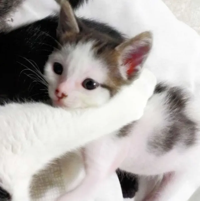 Gato ra a  idade Abaixo de 2 meses nome Sem nome