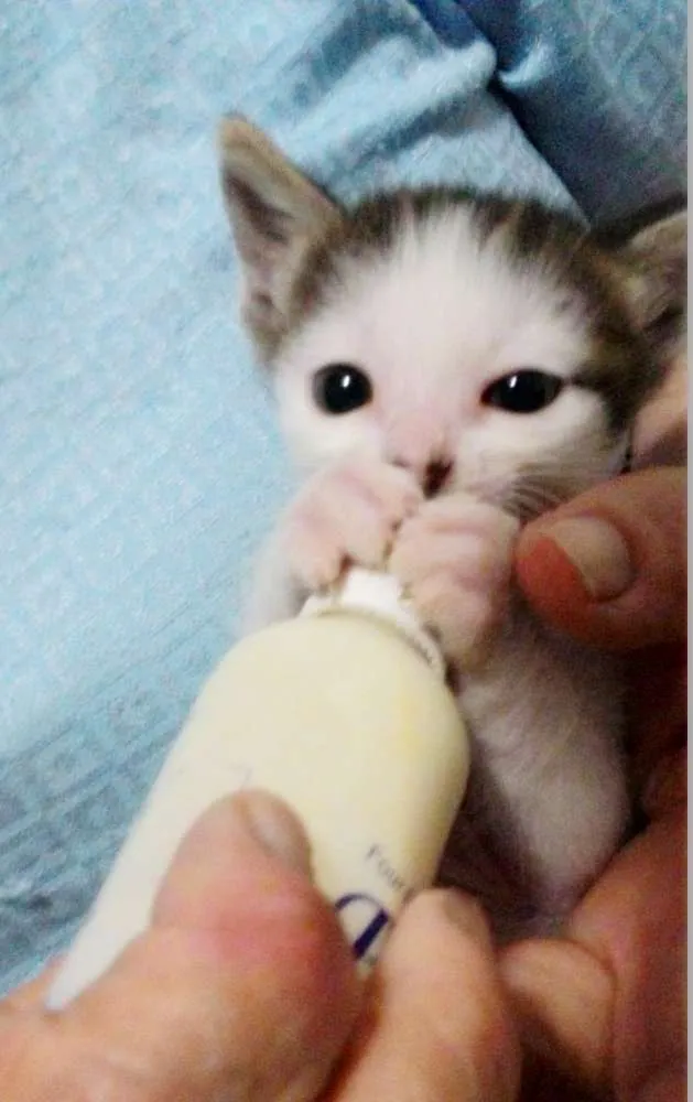 Gato ra a  idade Abaixo de 2 meses nome Sem nome