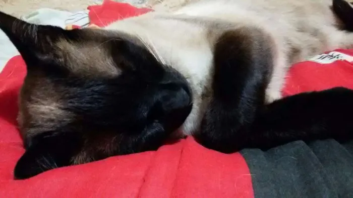 Gato ra a Mestiço Siamês idade 2 anos nome Ziggy