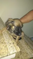 Pretinha