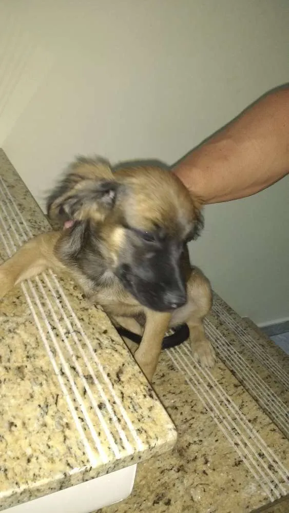 Cachorro raça Vira lata idade 2 a 6 meses nome Pretinha