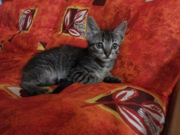 Gato ra a  idade Abaixo de 2 meses nome Não tem