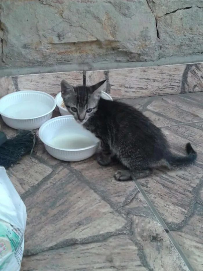 Gato ra a  idade Abaixo de 2 meses nome Não tem