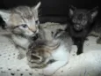 Gatinhos