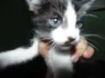 Gatinhos
