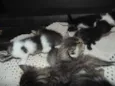 Gatinhos