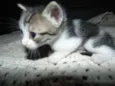 Gatinhos