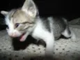 Gatinhos