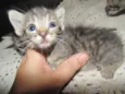 Gatinhos