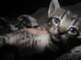 Gatinhos