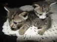 Gatinhos
