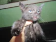 Gatinhos