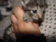 Gatinhos