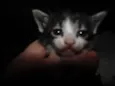 Gatinhos