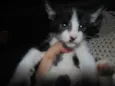 Gatinhos