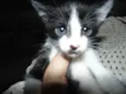 Gatinhos