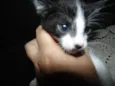 Gatinhos