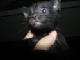 Gatinhos