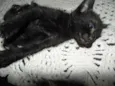 Gatinhos