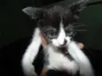 Gatinhos