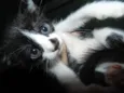 Gatinhos