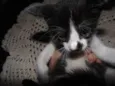 Gatinhos