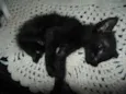 Gatinhos