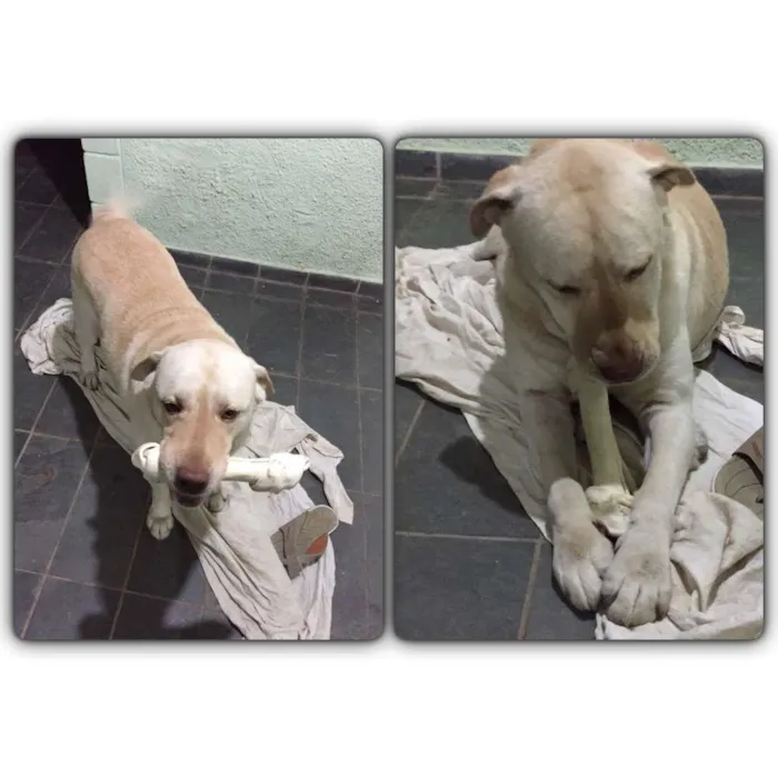 Cachorro ra a Labrador idade 6 ou mais anos nome Tobby