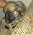 Pretinha