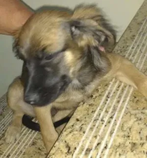 Cachorro raça Vira lata idade 2 a 6 meses nome Pretinha