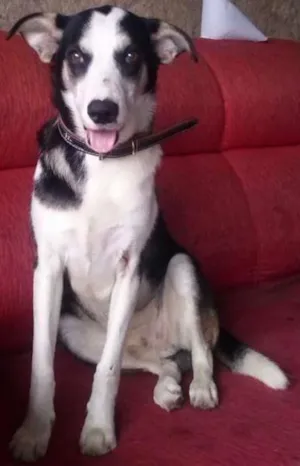 Cachorro raça SRD idade 2 anos nome fubeca