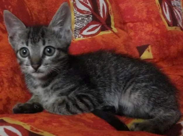 Gato ra a  idade Abaixo de 2 meses nome Não tem