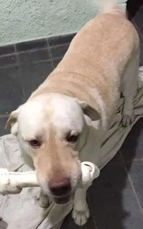 Cachorro ra a Labrador idade 6 ou mais anos nome Tobby