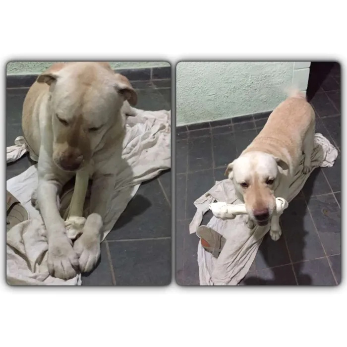 Cachorro ra a Labrador idade 6 ou mais anos nome Tobby
