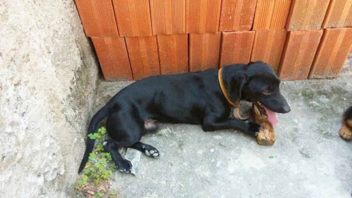 Cachorro ra a Vira Lata idade 3 anos nome Lilico