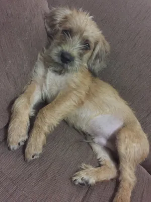 Cachorro raça Vira Lata idade  nome Toddy