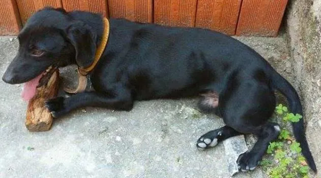 Cachorro ra a Vira Lata idade 3 anos nome Lilico