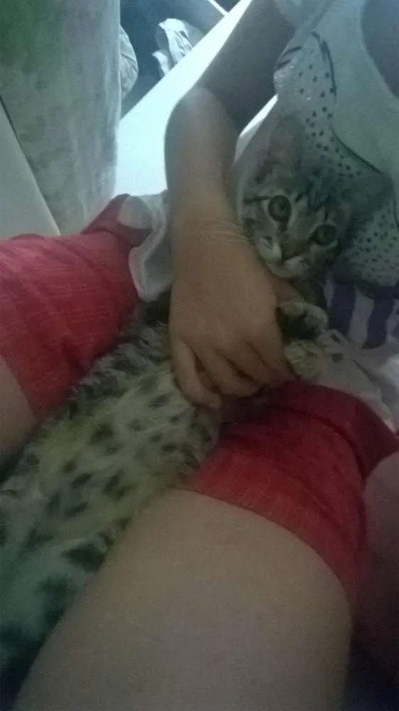 Gato ra a vira mata idade 2 a 6 meses nome akira