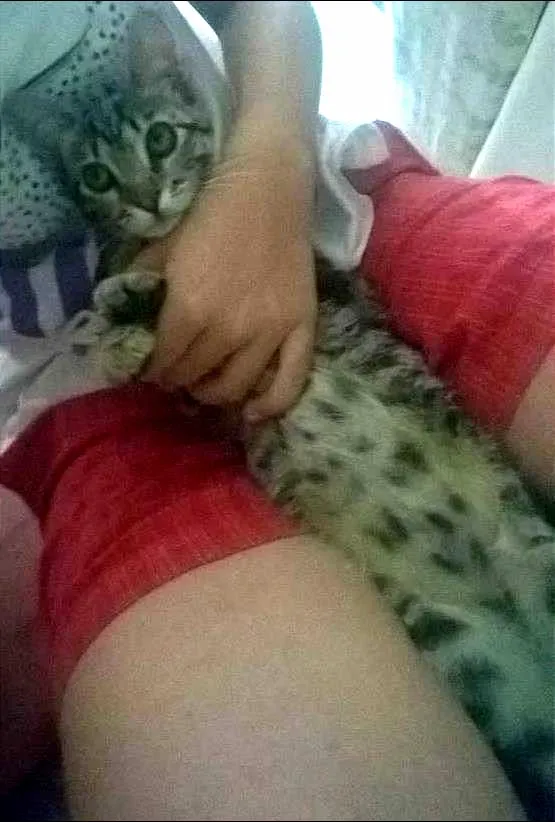 Gato ra a vira mata idade 2 a 6 meses nome akira
